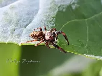 Ovale dennenspringer [Macaroeris nidicolens]